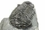 Phacopid (Adrisiops) Trilobite - Jbel Oudriss, Morocco #251657-4